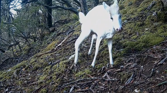 四川木里驚現(xiàn)罕見白色瑞獸：系毛冠鹿、國二保護(hù)動(dòng)物