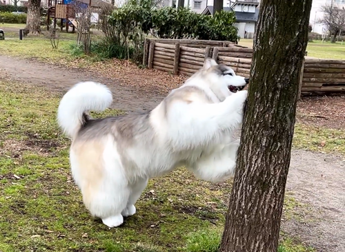 比真狗還狗：日本老哥花300萬(wàn)把自己改裝成了狗