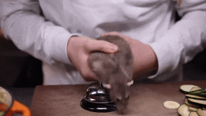 你敢吃嘗嘗嗎！網(wǎng)紅小哥訓(xùn)練老鼠當(dāng)廚師：還做菜給朋友吃