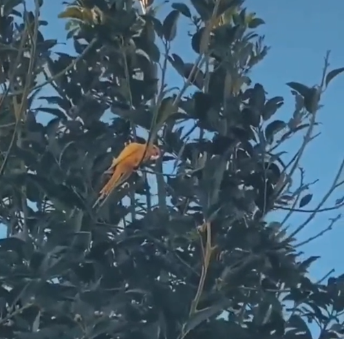 美女自拍時手機被鳥搶走！手機秒變飛機、還拍了視頻