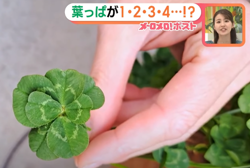 日本老哥種出63片葉子的三葉草 密密麻麻