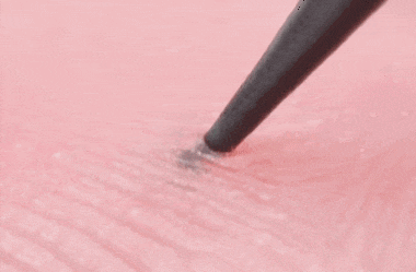 獅子為什么不敢惹豪豬：和它硬杠的 幾乎都沒(méi)有好下場(chǎng)