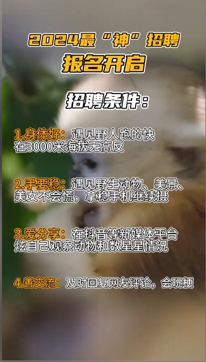 神農(nóng)架招聘要求“遇見野人跑得快”！官方回應：屬實