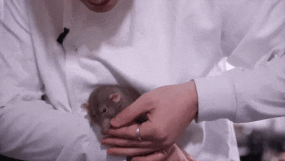 你敢吃嘗嘗嗎！網(wǎng)紅小哥訓(xùn)練老鼠當(dāng)廚師：還做菜給朋友吃