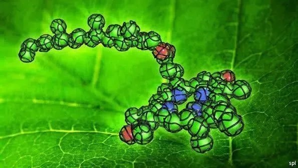 為什么動(dòng)物沒有進(jìn)化出光合作用：邊捕食邊吸收太陽能 不好嗎