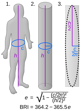 一個人胖不胖 看“圓度指數(shù)” 比BMI更靠譜