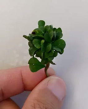 日本老哥種出63片葉子的三葉草 密密麻麻