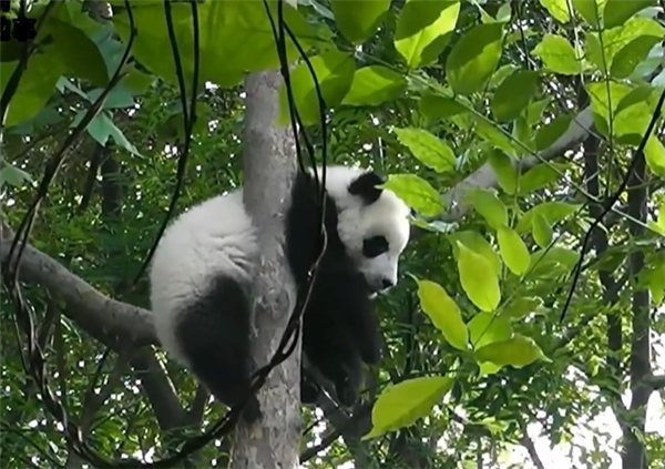 大熊貓寶新已去世 官方公布調(diào)查結(jié)果：突發(fā)重疾 多器官功能衰竭