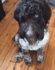 狗子吃掉2萬現(xiàn)金后又拉了出來 主人只能屎里淘金