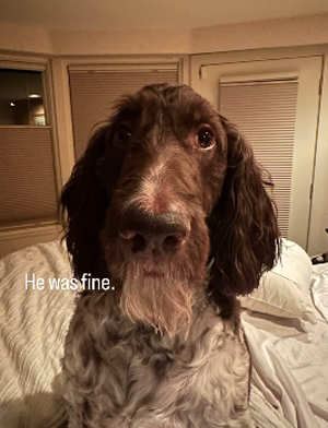 狗子吃掉2萬現(xiàn)金后又拉了出來 主人只能屎里淘金