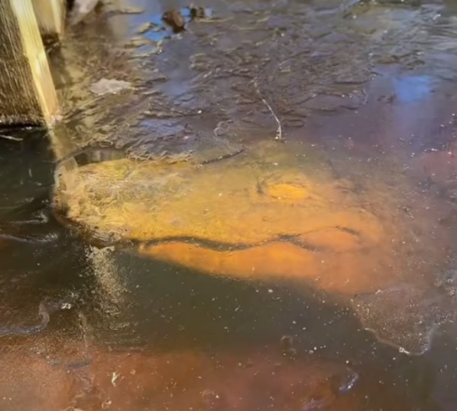 鱷魚被凍成冰棍后還能蘇醒嗎 冰凍鱷魚的鼻子我勸你別摸！