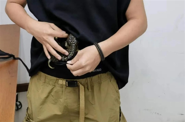 旅客身上綁藏活體松果蜥入境被查：系外來物種、我國無分布