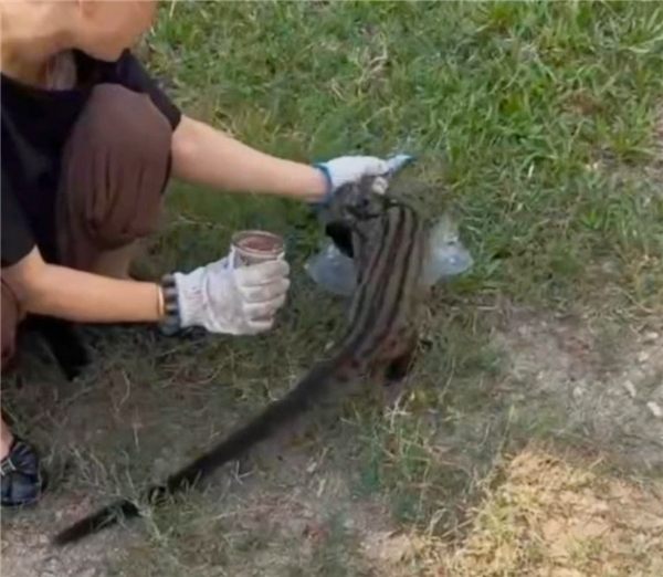 國(guó)家二級(jí)保護(hù)動(dòng)物 三亞出現(xiàn)椰子貍尾巴比身長(zhǎng)：已死亡