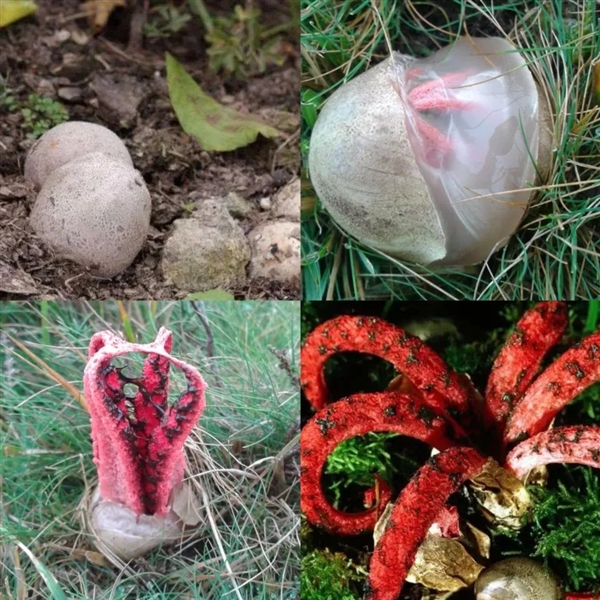 國外女子拆地板 驚恐發(fā)現(xiàn)大量頭發(fā)絲狀“生物”:懷疑被詛咒了(圖4) 國外女子拆地板 發(fā)現(xiàn)大量頭發(fā)絲狀“生物”:懷疑被詛咒了