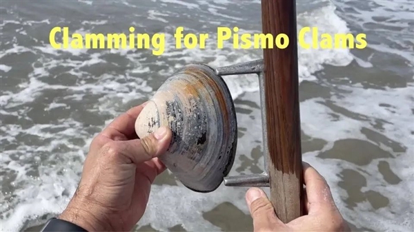 熊孩子海灘撿走72個蛤蜊：家長被罰64.5萬！