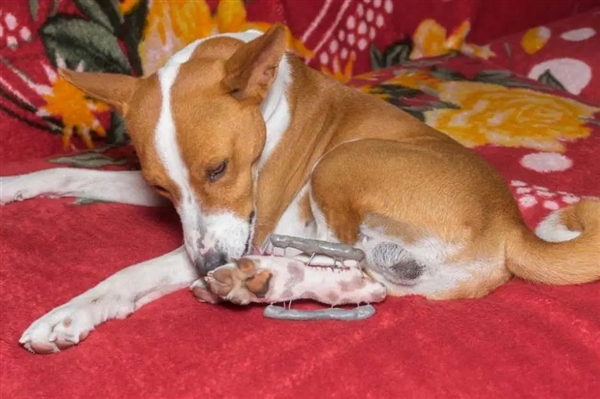 為什么動(dòng)物都直接喝生水 人類(lèi)卻不行