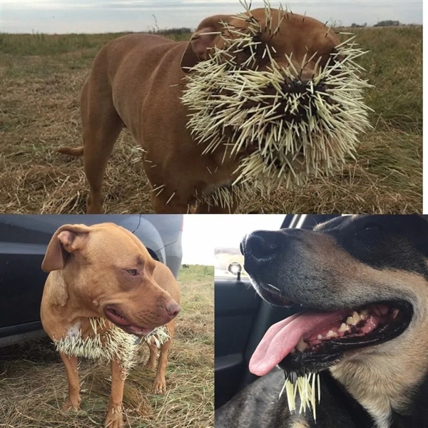 獅子為什么不敢惹豪豬：和它硬杠的 幾乎都沒(méi)有好下場(chǎng)