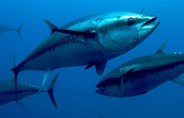 山東萊山海域現(xiàn)大量死魚！跟日本核污水排海有關(guān)？真相揭露