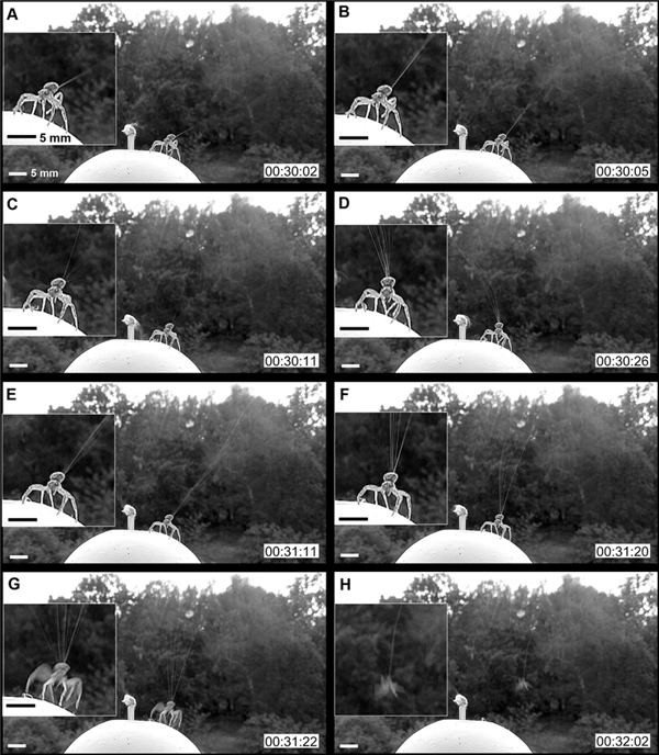 蜘蛛成精了嗎！福建驚現(xiàn)巨型“蜘蛛網(wǎng)” 一夜織成30多平方