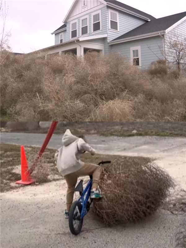 一覺(jué)醒來(lái)美國(guó)猶他州的房屋被草淹了！