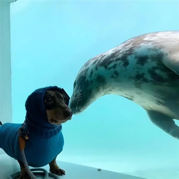 太不可思議了：灰海豹吐水襲擊老鷹