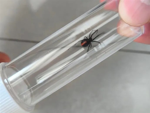 海關(guān)截獲黑寡婦蜘蛛:色彩艷麗 有劇毒 被咬半小時(shí)死亡(圖1) 海關(guān)截獲黑寡婦蜘蛛:色彩艷麗 有劇毒 被咬半小時(shí)死亡