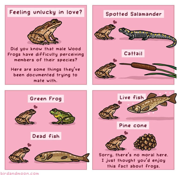 死蛙、死魚(yú)、鞋子、石頭、牛糞：青蛙為啥抱著它們“談戀愛(ài)”？