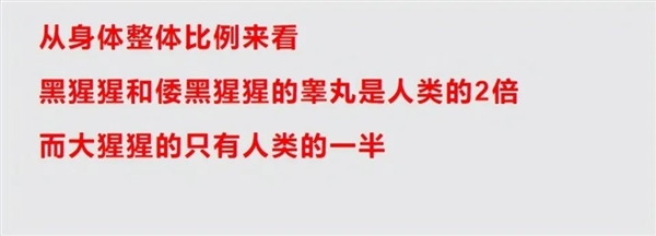 大猩猩身材魁梧 丁丁2.8厘米就夠用！獨(dú)享伴侶毫無(wú)壓力