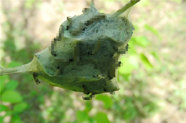 蜘蛛成精了嗎！福建驚現(xiàn)巨型“蜘蛛網(wǎng)” 一夜織成30多平方