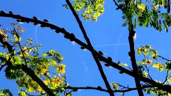 廈大群蟬集體撒尿如下雨：雖是甜的、但不建議品嘗