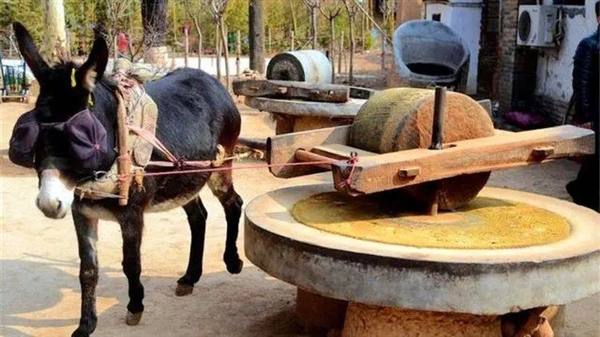驢肉好吃 驢皮可以做阿膠 為什么不大范圍養(yǎng)驢呢