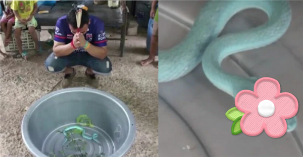 蒂芙尼藍的蛇！泰國村民瘋狂膜拜 曾賣出323萬