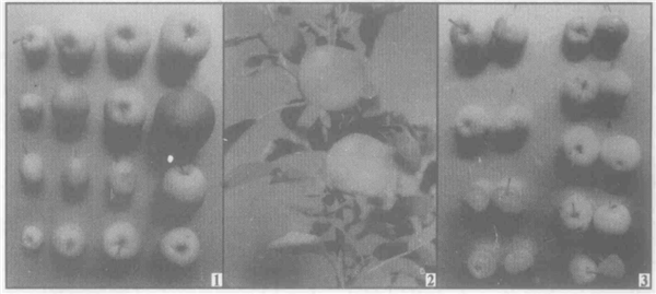 《封神》里的姬發(fā)能吃到蘋果嗎？看完你就知道了