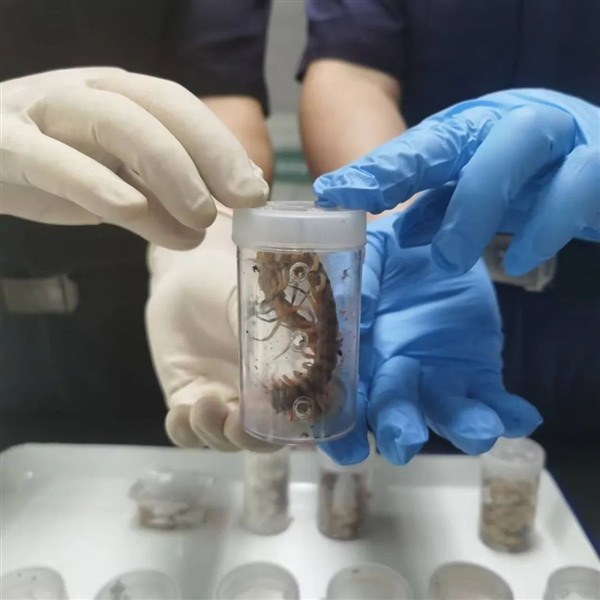 福州海關截獲30只成蟲：含4只亞洲最大的蜈蚣