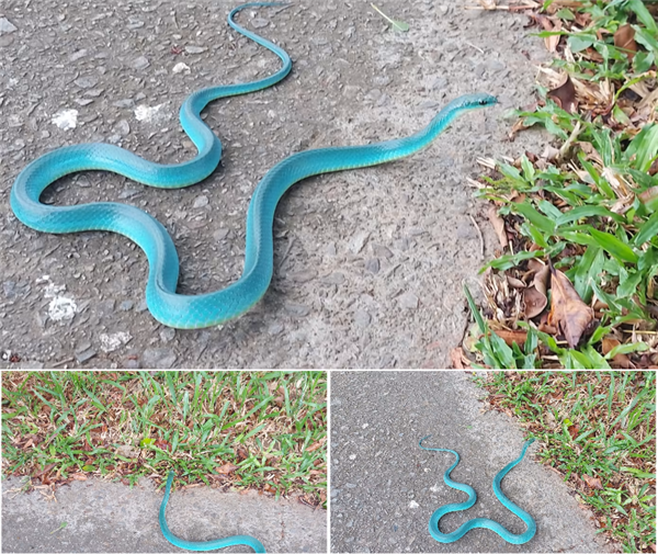 蒂芙尼藍的蛇！泰國村民瘋狂膜拜 曾賣出323萬