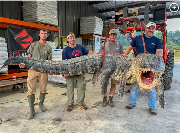 美國又又又捕到大鱷魚了！這條大鱷魚可能有90歲了