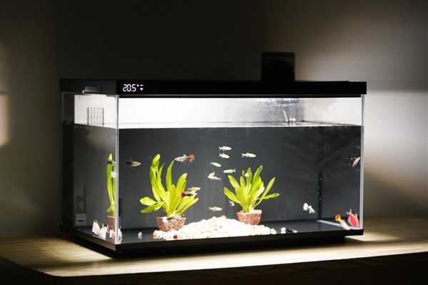 599元懶人養(yǎng)魚利器！當(dāng)貝智能魚缸1 Ultra圖賞
