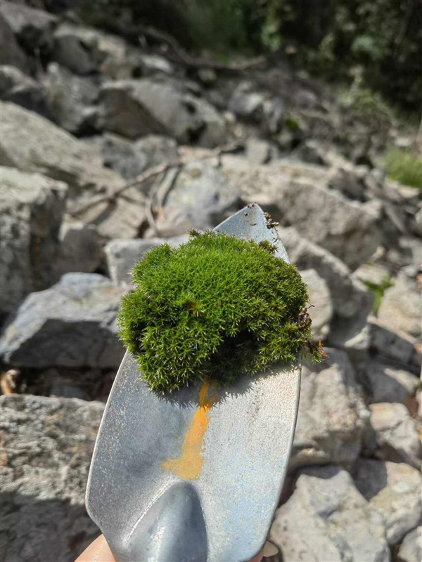 玩一次山上野采 才知道小時(shí)候錯(cuò)過了那么多