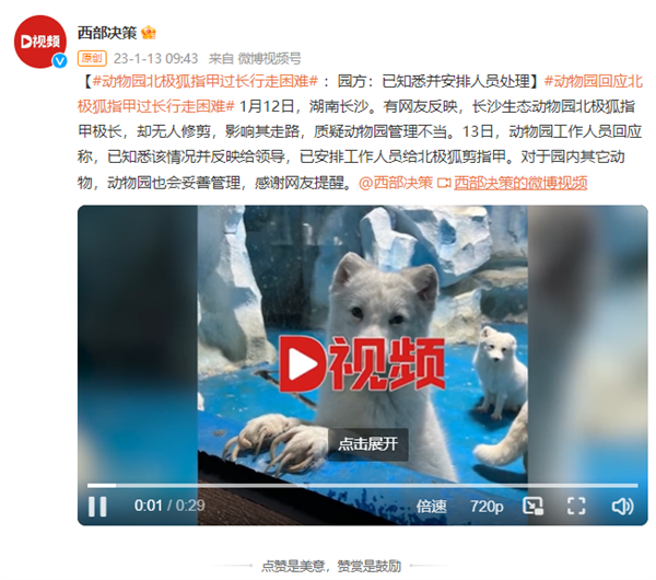 一動(dòng)物園北極狐指甲過長(zhǎng)行走困難 官方回應(yīng)：會(huì)定期修剪