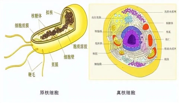 地球最早誕生的生命：光合作用都不存在 它們吃什么呢？