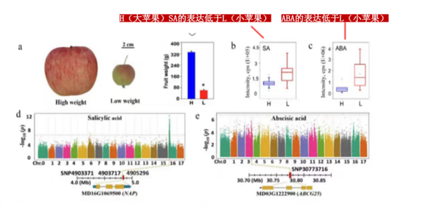 《封神》里的姬發(fā)能吃到蘋果嗎？看完你就知道了