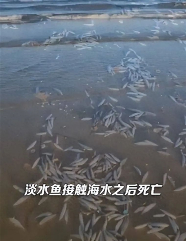 山東萊山海域現(xiàn)大量死魚！跟日本核污水排海有關(guān)？真相揭露