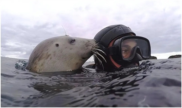 太不可思議了：灰海豹吐水襲擊老鷹