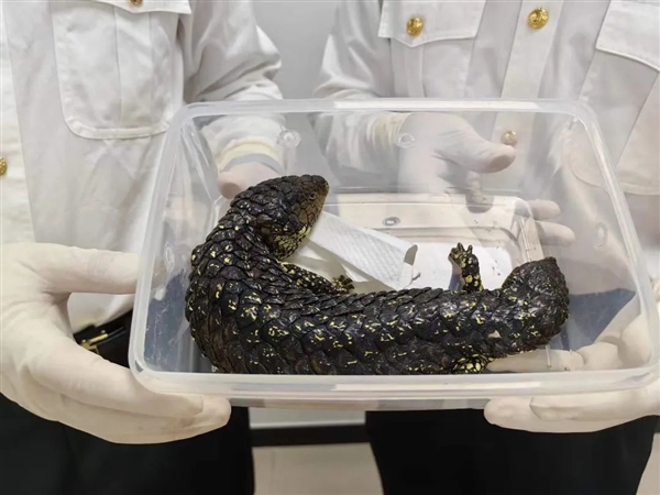 旅客身上綁藏活體松果蜥入境被查：系外來物種、我國無分布