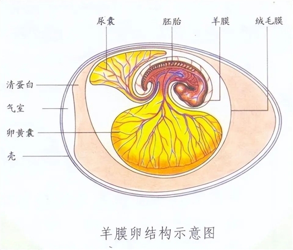 地球上那么多兩棲動(dòng)物！有沒有誰進(jìn)化成“三棲動(dòng)物”呢？