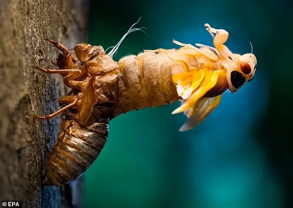 從質(zhì)疑到接受！數(shù)萬億只蟬將出土：美國開始學(xué)習(xí)中國人吃蟬