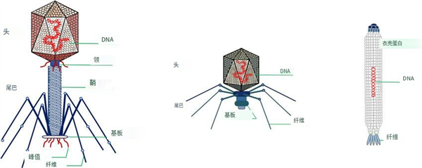 太像納米機器人了！它們專門感染細菌