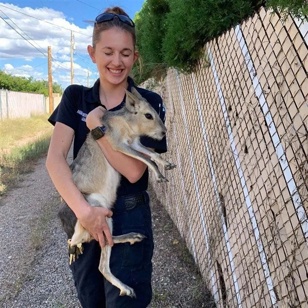 像極了野兔的“大老鼠”：表達(dá)愛意時竟然互相泚尿！