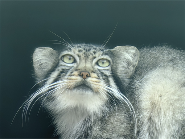 國內(nèi)首只人工繁育成活兔猻：“猻思邈”之女猻大娘因病死亡