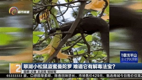 劇毒的曼陀羅花蜜也敢吃：昆明小松鼠的膽兒真大